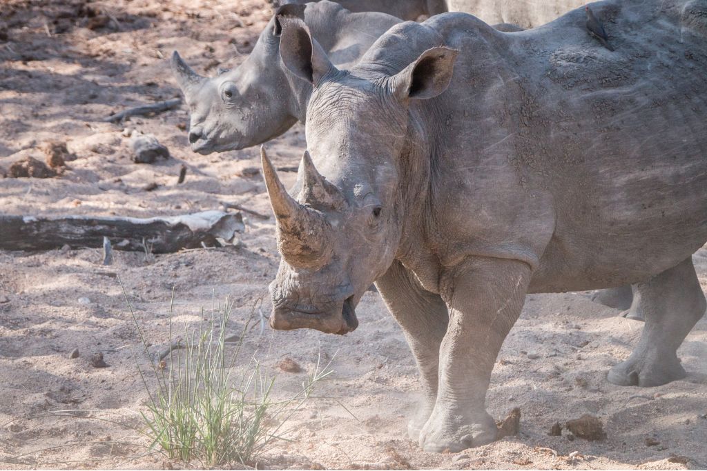Rhino in the wild