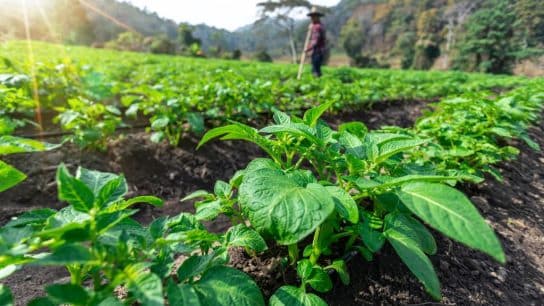 How to Grow Produce Without Using Pesticides