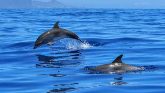 Why Did France Introduce a One-Month Ban on Commercial Fishing in the Bay of Biscay?