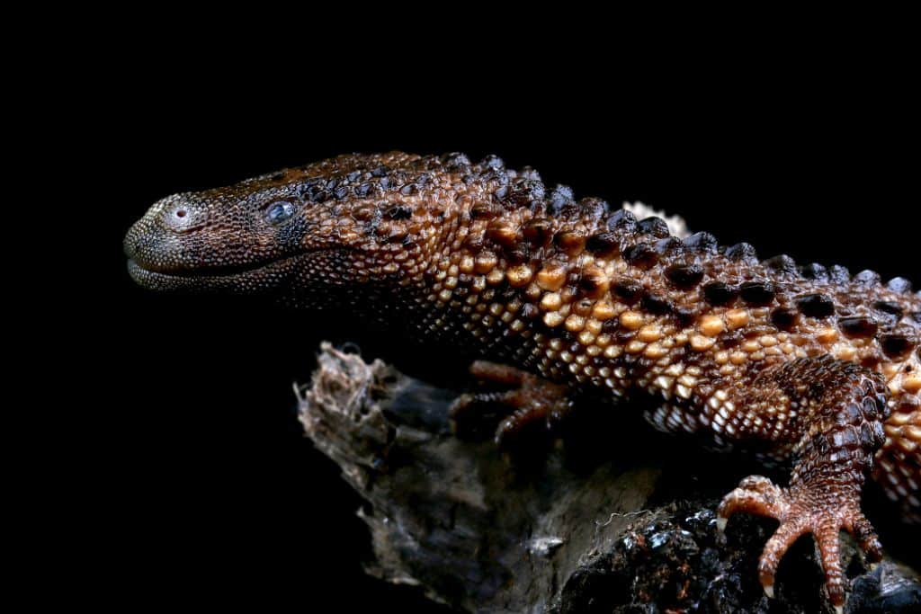 The Borneo Earless Monitor: Endangered Species Spotlight