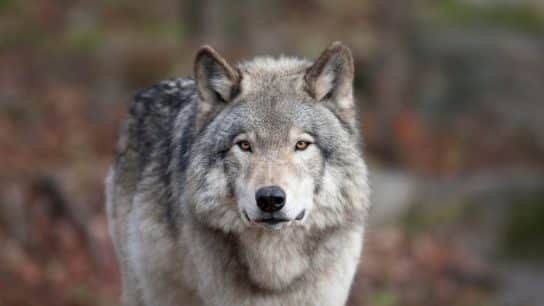 Petition to Stop Wolf Carnage in the US Northern Rockies Denied as Conservation Groups Call for Protection