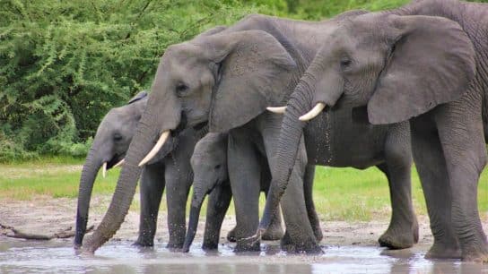 Reviving Giants: Examining Megafauna’s Role in Biodiversity and Carbon Balance 