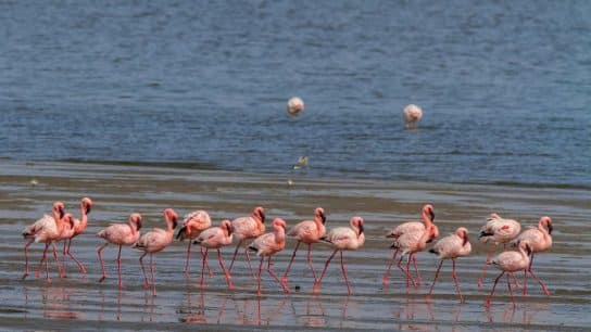 ‘Nature Knows No Borders’: UN Conference on Migratory Species Concludes With Landmark Agreements