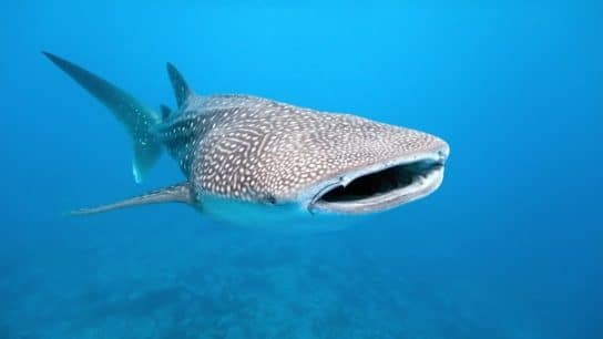 Whale Sharks: Endangered Animals Spotlight