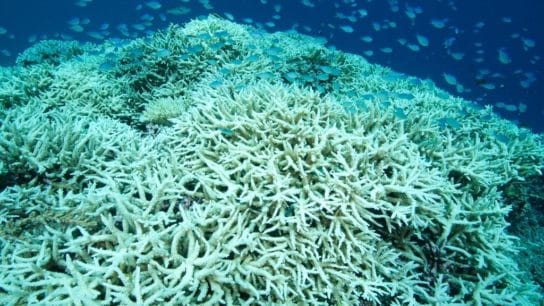 Explainer: What Is Coral Bleaching?