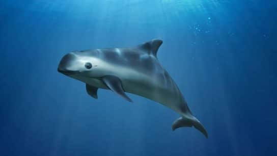Endangered Animals Species Spotlight: Vaquitas