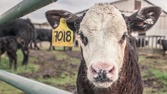 Methane Levels Have Risen to Their Highest on Record