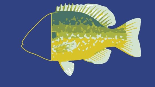 Almost a Quarter of all Freshwater Fish Endangered by Humans