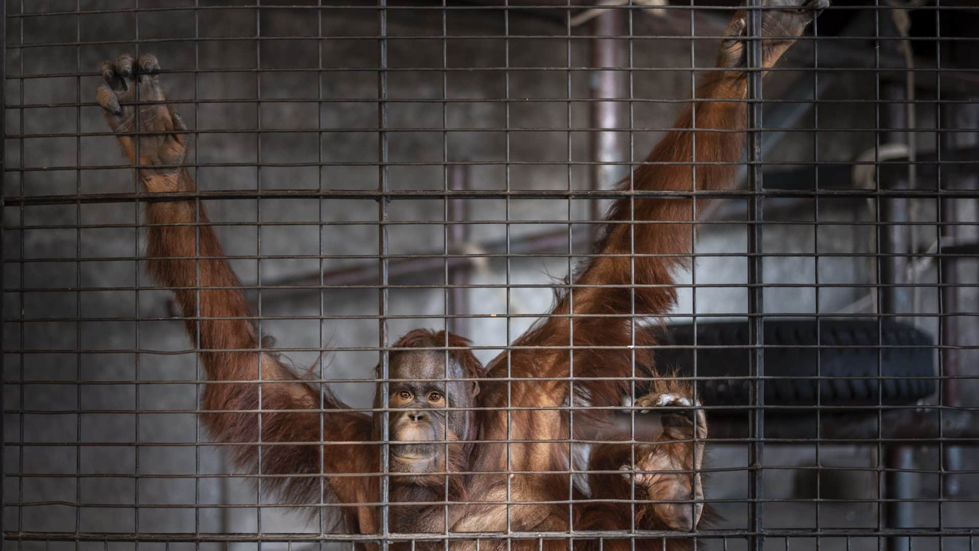 Photo: Amy Jones/Moving Animals.