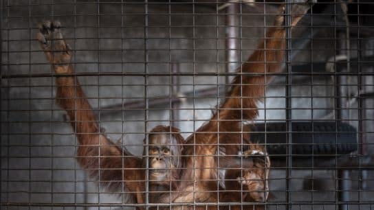 The Lies Zoos Tell