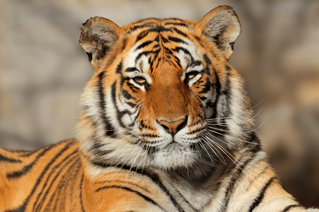 The Tiger: Endangered Species Spotlight